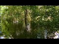 bbc: jungle: piranha fish feeding frenzy!