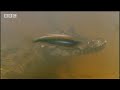 bbc: jungle: piranha fish feeding frenzy!