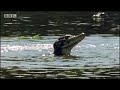 bbc: jungle: piranha fish feeding frenzy!