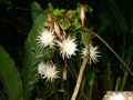 Flores bellas de Coto Brus