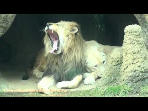 LION YAWN
