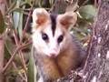 Gamba com filhotes! livre - Didelphis albiventris
