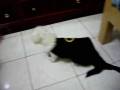 videos de O POODLE BATMAN