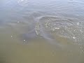Carp mating in LARiver, south of Hyperion Bridge