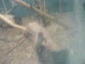 monkey-smashes-the-window-at-the-zoo.html
