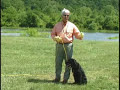 E-collar Training Basic Obedience