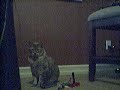 Littleacolypse