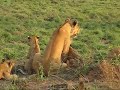 Lions of Uganda