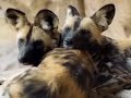 Predators Of The Serengeti