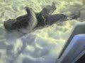 Fall off a fence