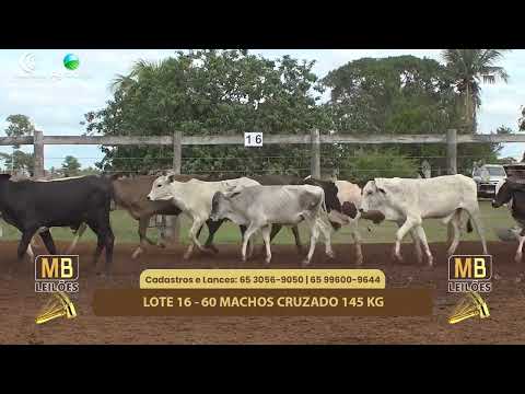 523� LEIL�O VIRTUAL MB LEIL�ES