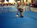 2006 Toy Fox Terrier Obedience Win