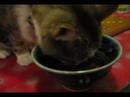 Cat eating leeks and borsch