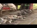ほたるまつり(豊岡市出石町)