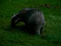 Badger in Forestside Hotel 01