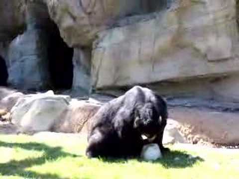 Spectacled+Bear