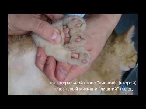 Полимелия и полидактилия у котенка