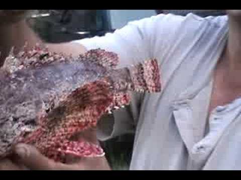 stone fish