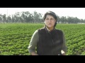 What Are The Challenges Facing Organic Farmers?