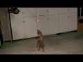 Lucy and the parking ball