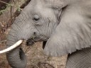2008_Tanzania-_Sloni_Manyara