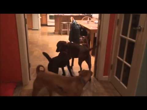 how to care shar pei