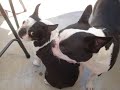 Footage of my dogs set to the Queen classic.