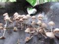 algumas fotos da biodivercidade amazônia matogrosso