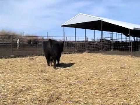 rl angus