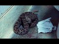 Dev Diary 1 for Deadly Creatures Wii THQ Dev Diary 1 for Deadly Creatures Wii THQ