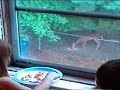 Deer for Dinner Deer for Dinner