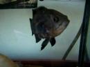 Astronotus ocellatus saltando Astronotus ocellatus saltando