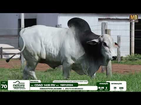 LEIL�O NELORE MATO GROSSO E ASSOCIADOS