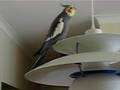 Cockatiels moved in and made themselves at home