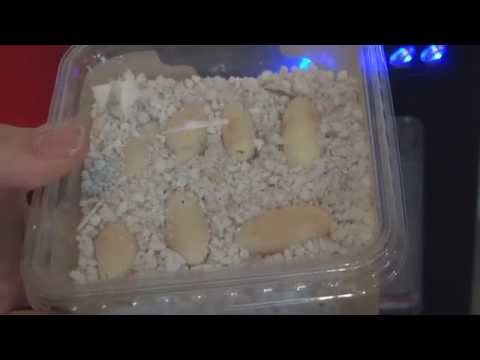 YouTube reptile video