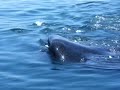 Whale Shark Snorkel Expedition to Mexico