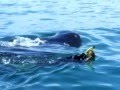 Whale Shark Snorkel Expedition to Mexico