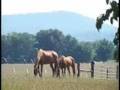 .::The Horses - Heaven Knows::.