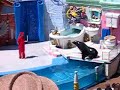 Seal & Sea Lion show