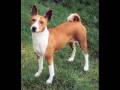Perros de raza - Races of dogs volumen 1