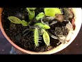 Venus Fly Trap Venus Fly Trap