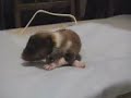 stellas first litter: shortie big red and slider part 1