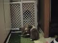 stellas first litter: shortie big red and slider part 1