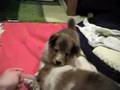 Stella's first litter: Shortie, Big Red, and Slider part 1
