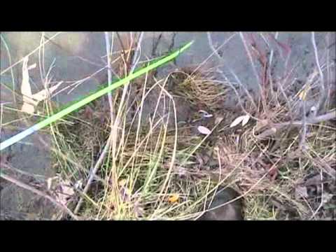 how to locate muskrats