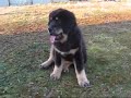 Tibetan mastiff \"Zodd\" (Fu-Hsing Sundari) Tibetan mastiff \"Zodd\" (Fu-Hsing Sundari)