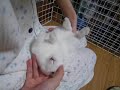 ??????????? rabbit reverse2008/05/15 ??????????? rabbit reverse2008/05/15
