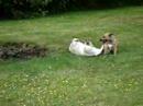 Summer frolic