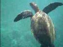 Josh swims with a turtle in Maui Josh swims with a turtle in Maui