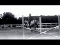 6 yrs 16 hh Grey Welsh X Mayfield 6 yrs 16 hh Grey Welsh X Mayfield